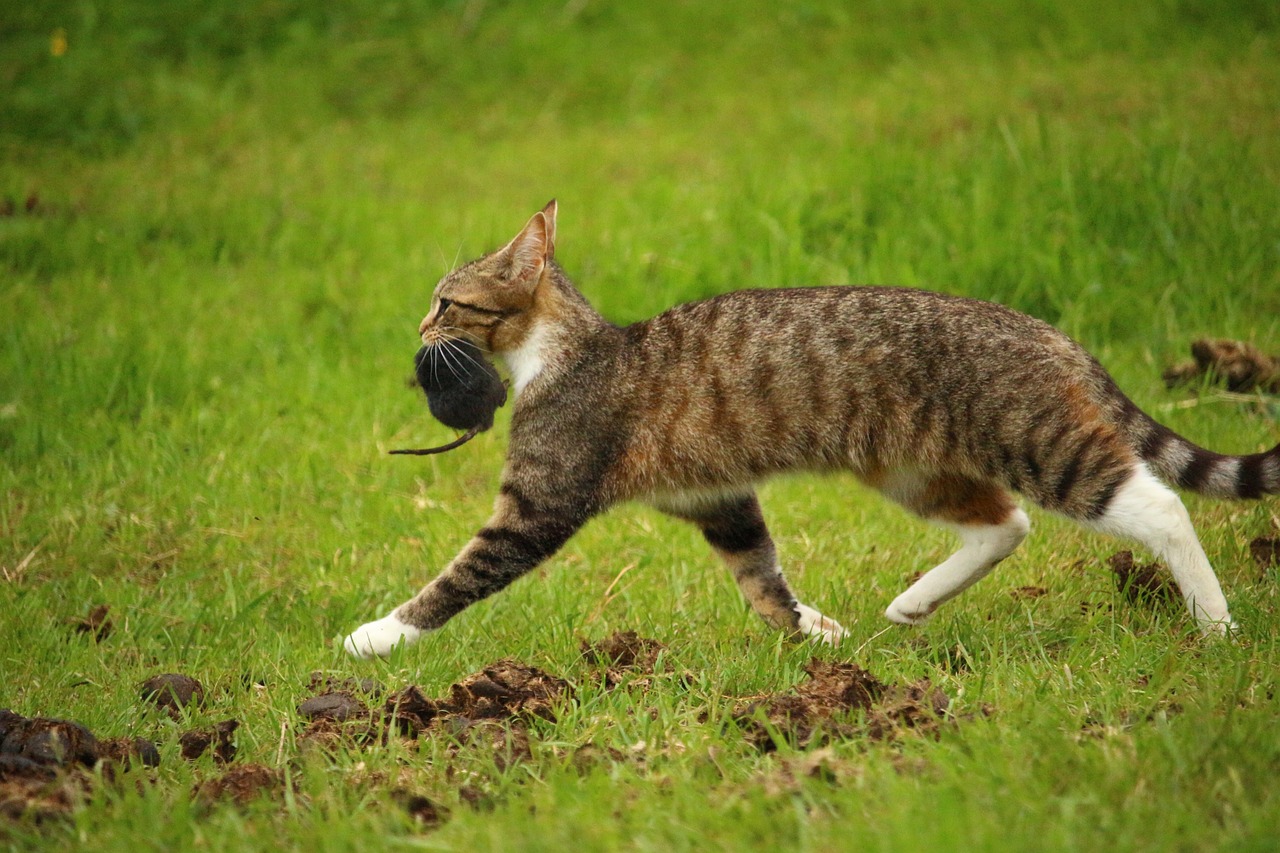 ネズミを仕留めた猫