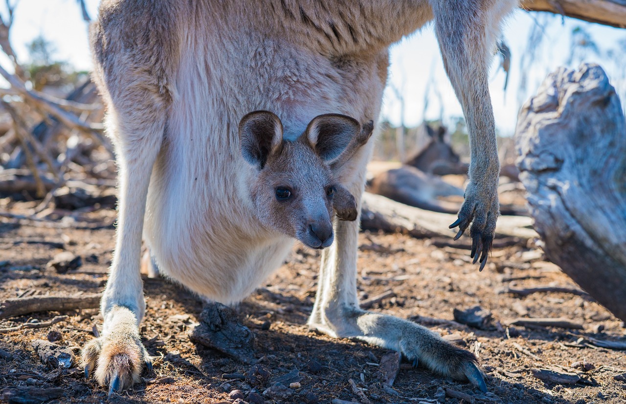 カンガルーの赤ちゃん