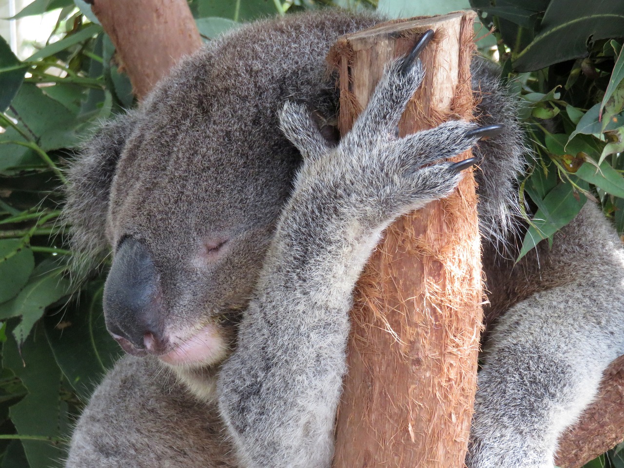 樹の上で眠るコアラ