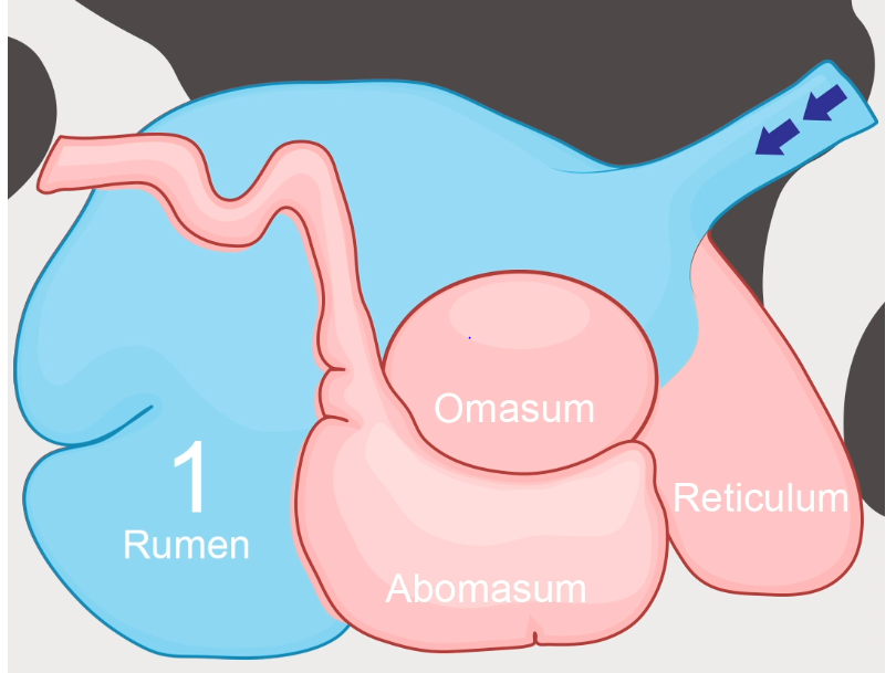 牛の胃